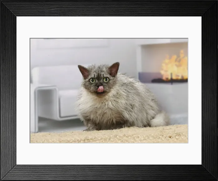 Framed Print : Selkirk Rex cat indoors Date Framed Print : Selkirk Rex cat indoors Date