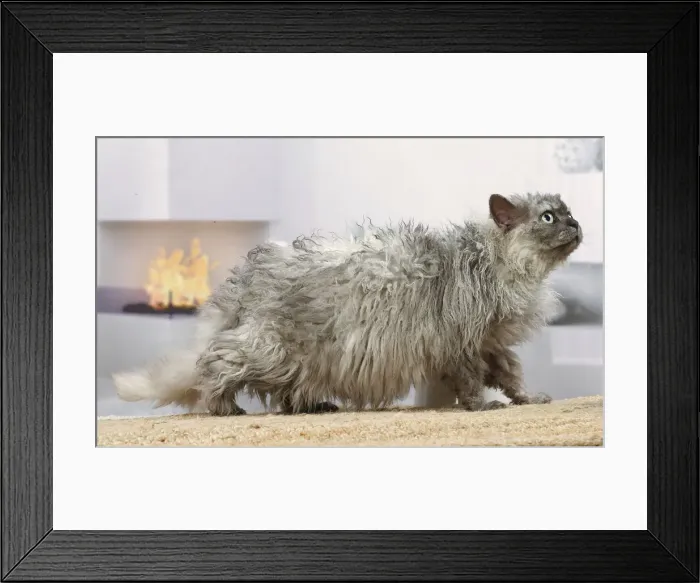 Framed Print : Selkirk Rex cat indoors Date Framed Print : Selkirk Rex cat indoors Date