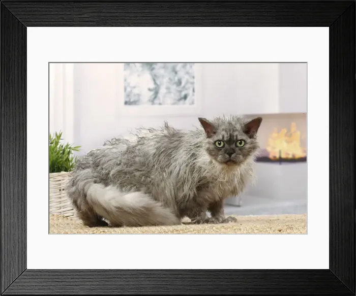 Framed Print : Selkirk Rex cat indoors Date Framed Print : Selkirk Rex cat indoors Date