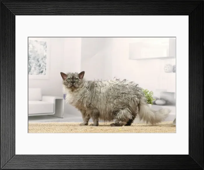 Framed Print : Selkirk Rex cat indoors Date