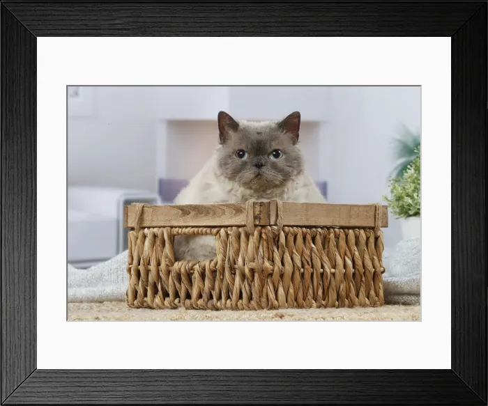 Framed Print : Selkirk Rex cat indoors Date Framed Print : Selkirk Rex cat indoors Date