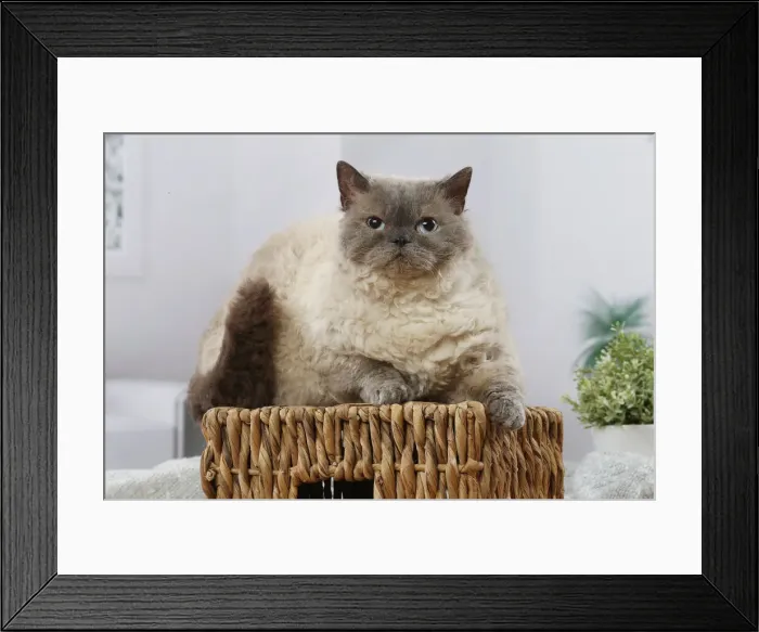 Framed Print : Selkirk Rex cat indoors Date Framed Print : Selkirk Rex cat indoors Date