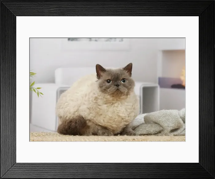 Framed Print : Selkirk Rex cat indoors Date