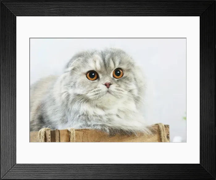 Framed Print : HIGHLANDER Framed Print : HIGHLANDER