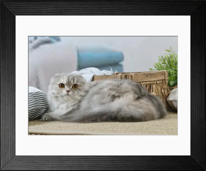 Framed Print : HIGHLANDER Framed Print : HIGHLANDER