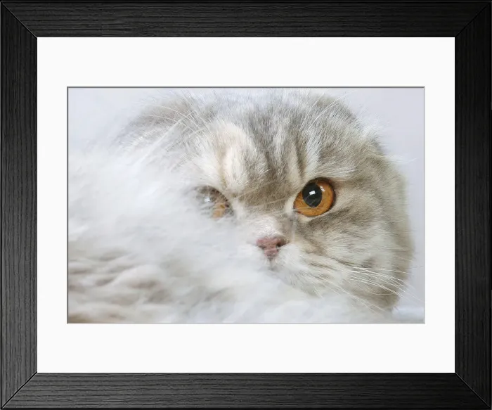 Framed Print : HIGHLANDER Framed Print : HIGHLANDER