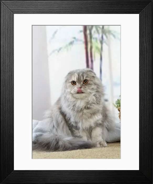 Framed Print : HIGHLANDER Framed Print : HIGHLANDER