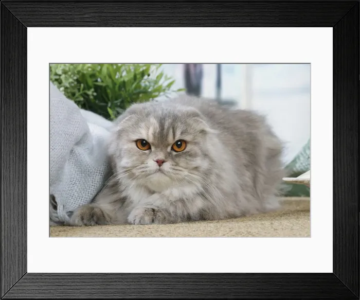 Framed Print : HIGHLANDER Framed Print : HIGHLANDER
