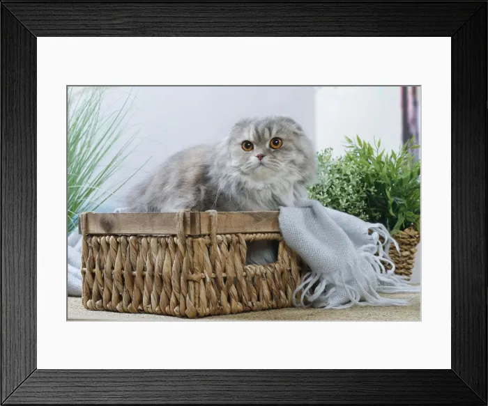 Framed Print : HIGHLANDER Framed Print : HIGHLANDER