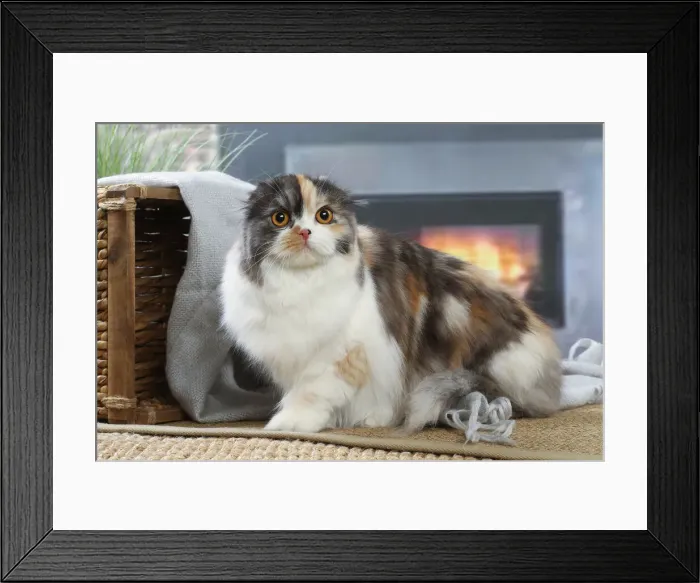 Framed Print : HIGHLANDER Framed Print : HIGHLANDER