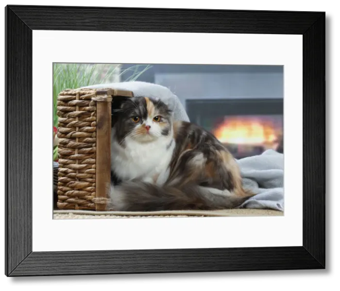 Framed Print : HIGHLANDER Framed Print : HIGHLANDER