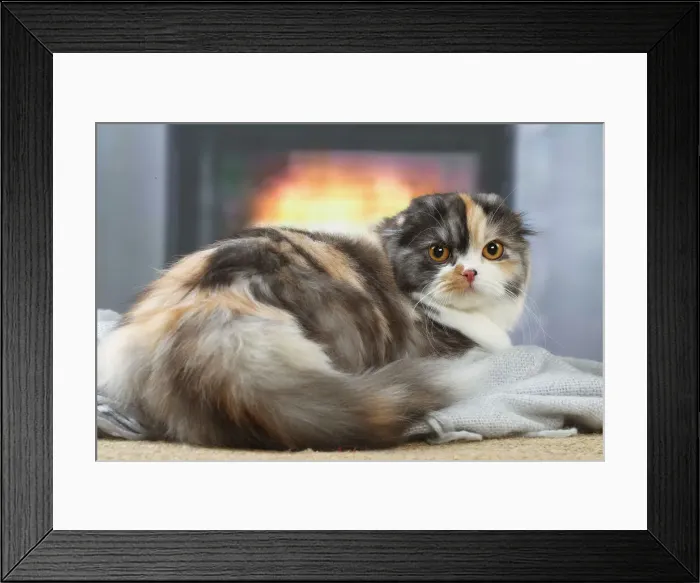 Framed Print : HIGHLANDER Framed Print : HIGHLANDER
