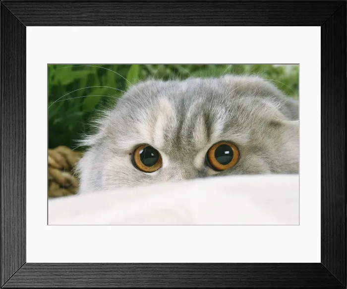 Framed Print : HIGHLANDER Framed Print : HIGHLANDER