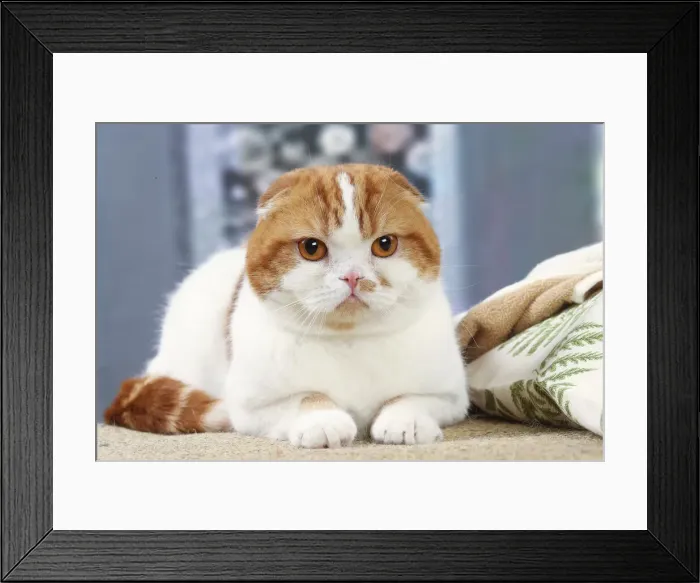 Framed Print : HIGHLANDER Framed Print : HIGHLANDER