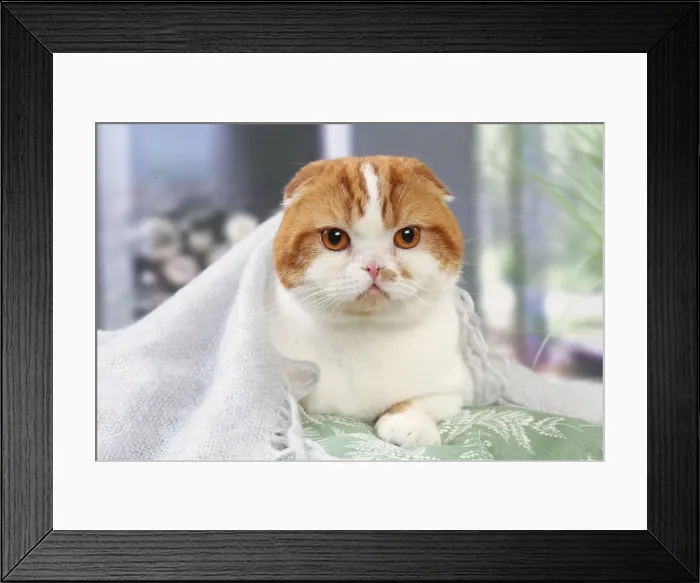 Framed Print : HIGHLANDER Framed Print : HIGHLANDER
