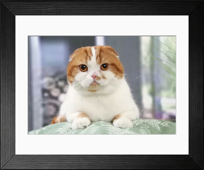 Framed Print : HIGHLANDER Framed Print : HIGHLANDER