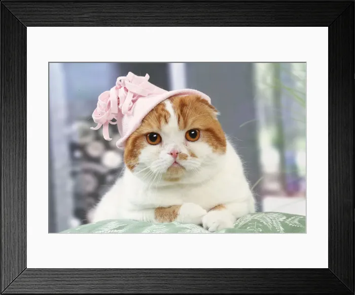 Framed Print : HIGHLANDER