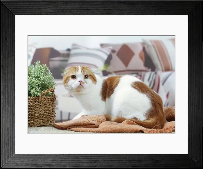 Framed Print : HIGHLANDER Framed Print : HIGHLANDER