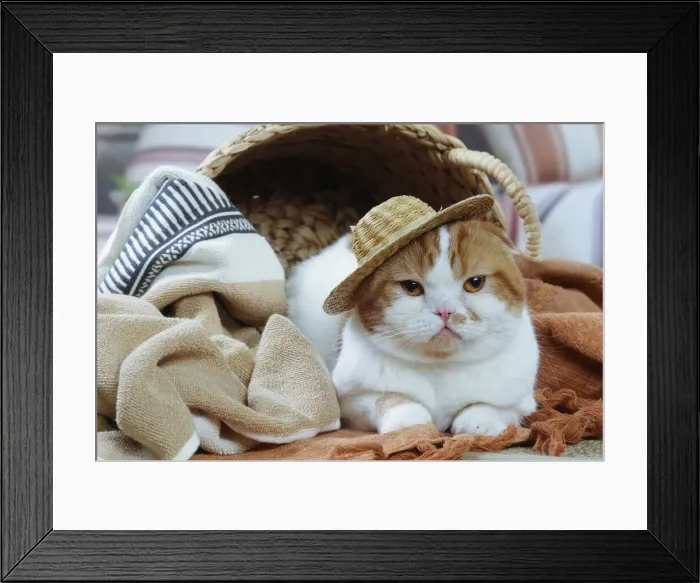 Framed Print : HIGHLANDER Framed Print : HIGHLANDER