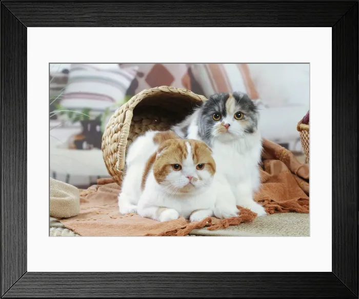 Framed Print : HIGHLANDER Framed Print : HIGHLANDER