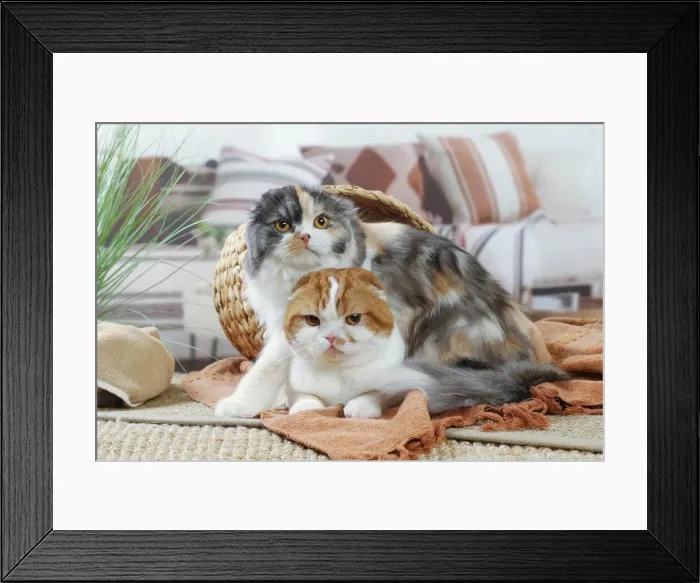 Framed Print : HIGHLANDER Framed Print : HIGHLANDER