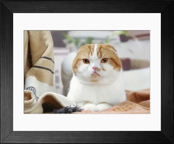 Framed Print : HIGHLANDER Framed Print : HIGHLANDER