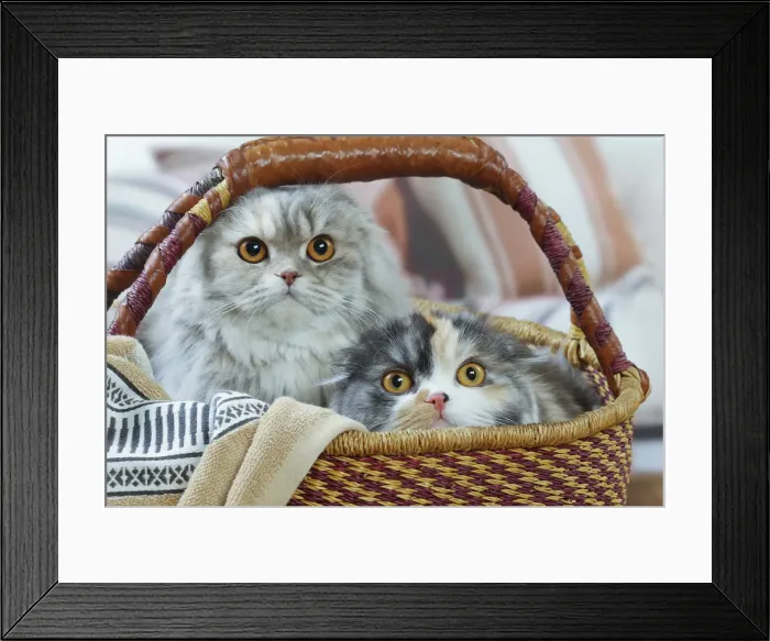 Framed Print : HIGHLANDER Framed Print : HIGHLANDER