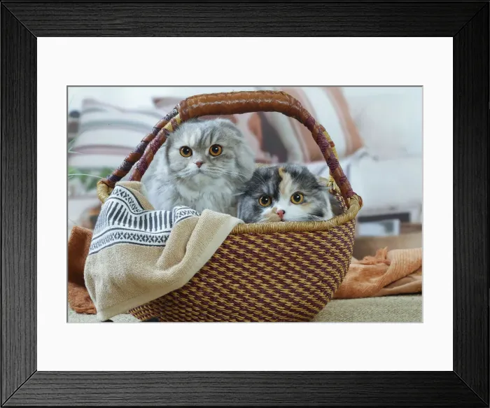 Framed Print : HIGHLANDER Framed Print : HIGHLANDER