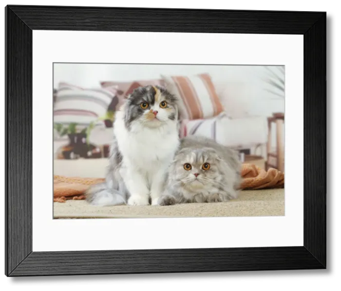 Framed Print : HIGHLANDER Framed Print : HIGHLANDER
