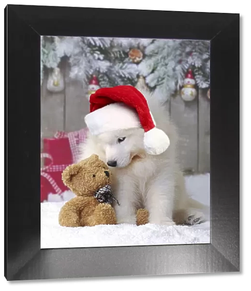 Dog ~ Samoyed puppy in snow in christmas scene with teddy bear
