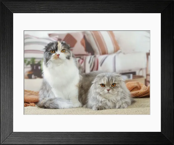 Framed Print : HIGHLANDER Framed Print : HIGHLANDER