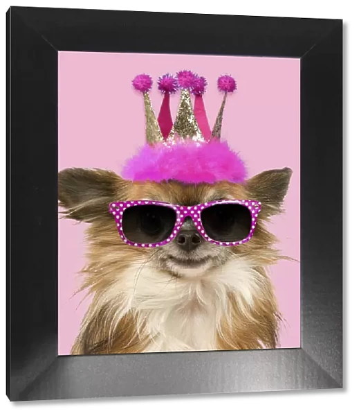 Dog - Long-Haired Chihuahua wearing pink crown and glasses
