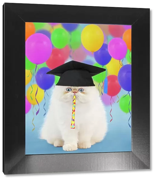 Cat ~ Persian kitten wearing graduation cap surrounded by balloons