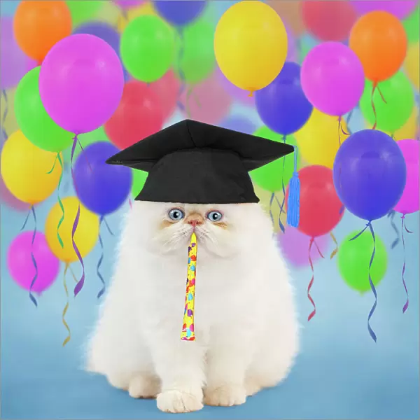 Cat ~ Persian kitten wearing graduation cap surrounded by balloons