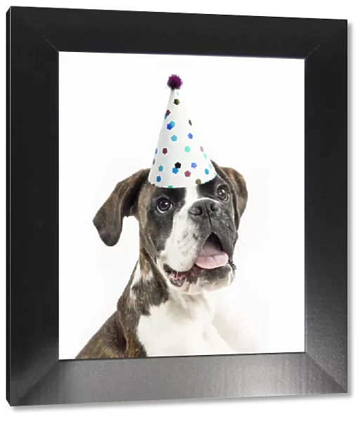Dog ~ Boxer wearing a party hat