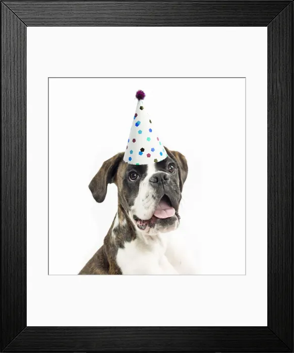 Framed Print : Dog ~ Boxer wearing a party hat Framed Print : Dog ~ Boxer wearing a party hat