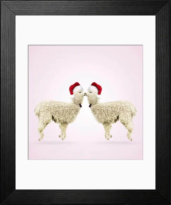 Framed Print : Two Alpacas wearing red Christmas Santa hats Framed Print : Two Alpacas wearing red Christmas Santa hats