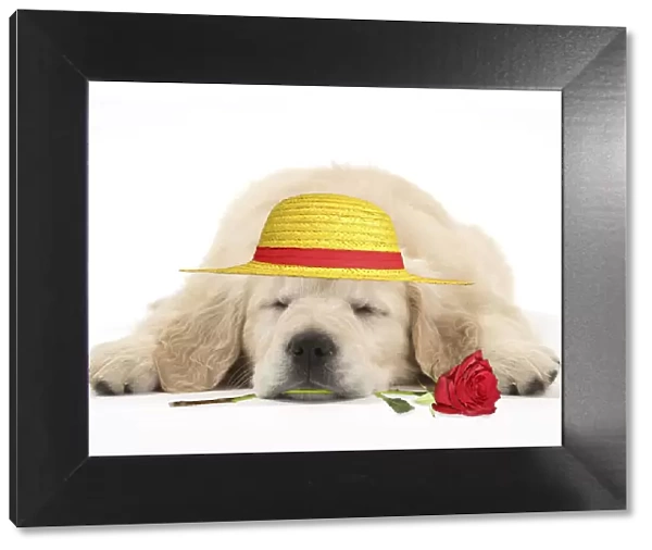 Dog - Golden Retriever puppy - sleeping with a red rose in its mouth and a yellow hat