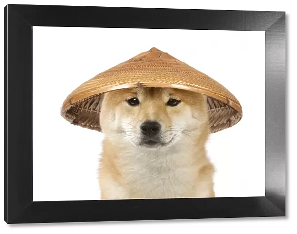 Dog - Shiba Inu wearing an oriental bamboo  /  straw hat