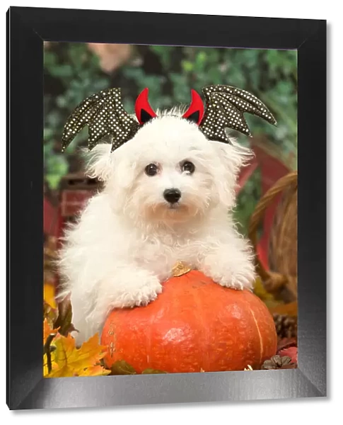 AO1V9277. Bichon Frise puppy outdoors at Halloween with a punlkin and horns Date