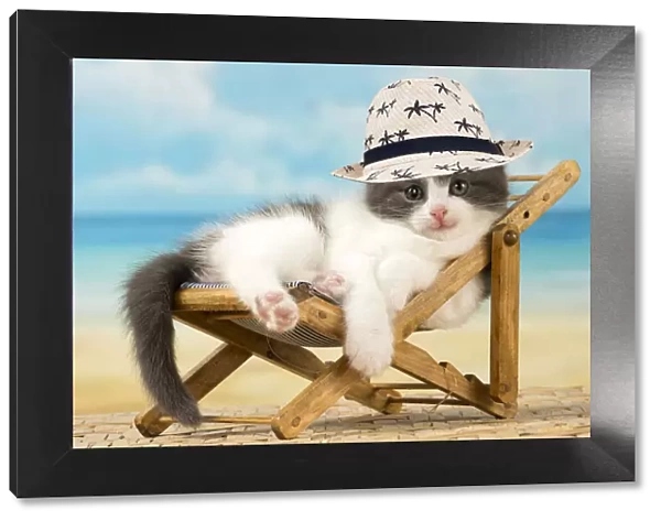 Cat ~ Domestic lying in a deckchair wearing a hat on holiday