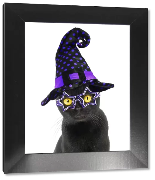 Cat ~ Bombay weaeringa Halloween witches hat