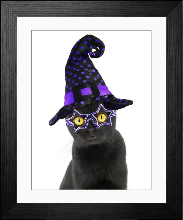 Framed Print : Cat ~ Bombay weaeringa Halloween witches hat Framed Print : Cat ~ Bombay weaeringa Halloween witches hat