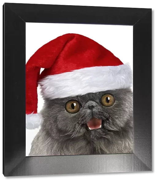 Blue Persian Cat wearing red Christmas Santa hat