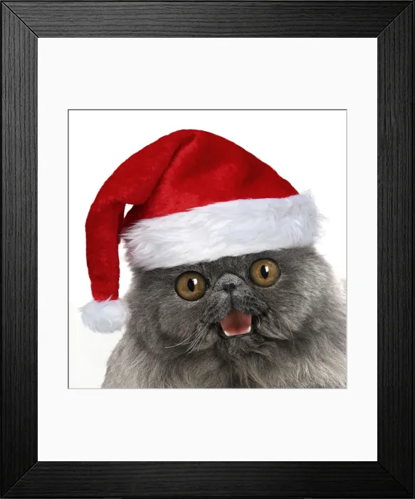 Framed Print : Blue Persian Cat wearing red Christmas Santa hat Framed Print : Blue Persian Cat wearing red Christmas Santa hat