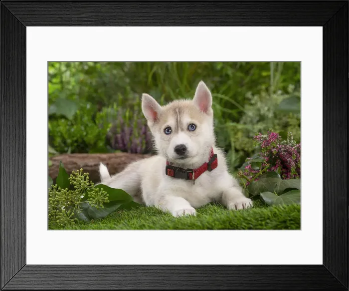 Framed Print : SIBERIAN HUSKY Framed Print : SIBERIAN HUSKY