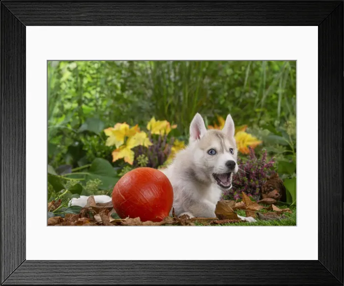 Framed Print : SIBERIAN HUSKY Framed Print : SIBERIAN HUSKY
