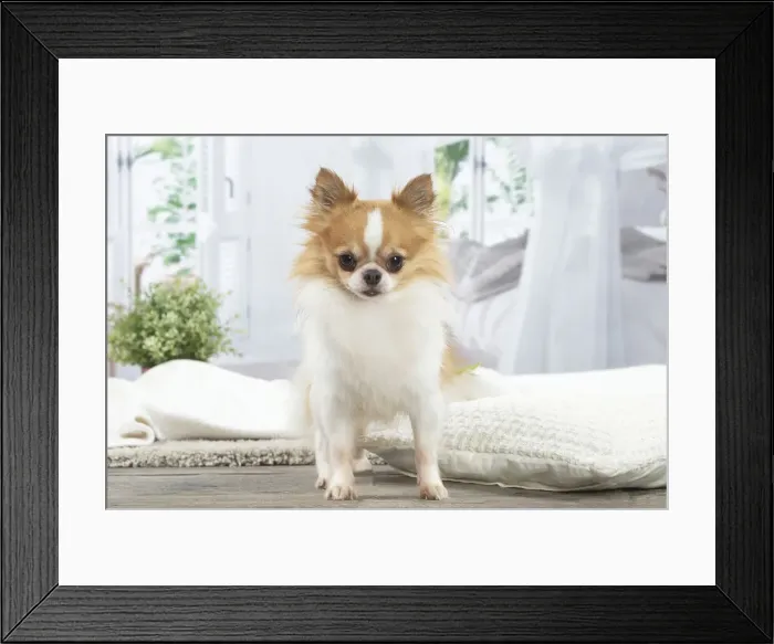 Framed Print : CHIHUAHUA. Chihuahua Date Framed Print : CHIHUAHUA. Chihuahua Date