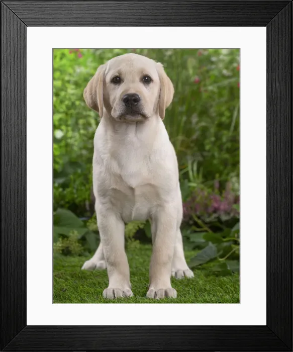 Framed Print : LABRADOR. Labrador puppy Date Framed Print : LABRADOR. Labrador puppy Date