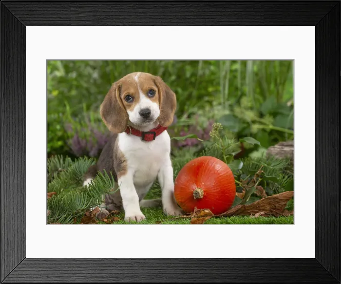 Framed Print : BEAGLE. Beagle puppy Date Framed Print : BEAGLE. Beagle puppy Date